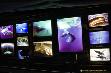 Video monitors showing different species of whales